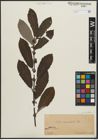 Foto von Salix appendiculata Vill.